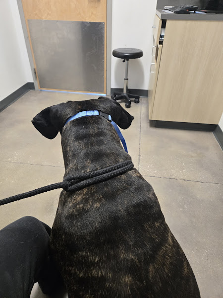 Thrive Pet Healthcare - New Braunfels - Veterinarian in New Braunfels