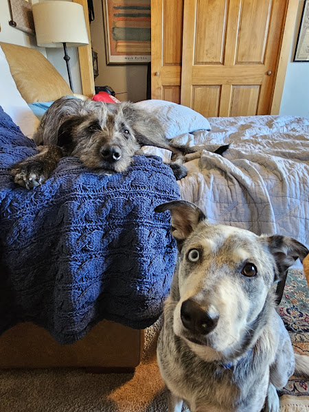 Elk Park Animal Hospital - Veterinarian in Pagosa Springs
