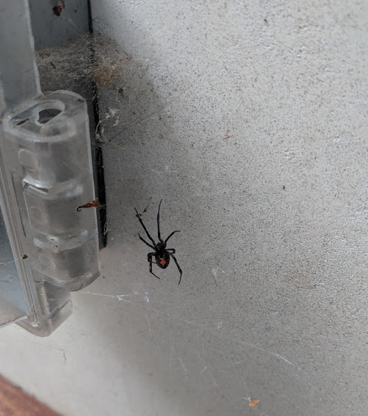 Jacob Termite & Pest Control Inc. - Pest control service in Los Angeles