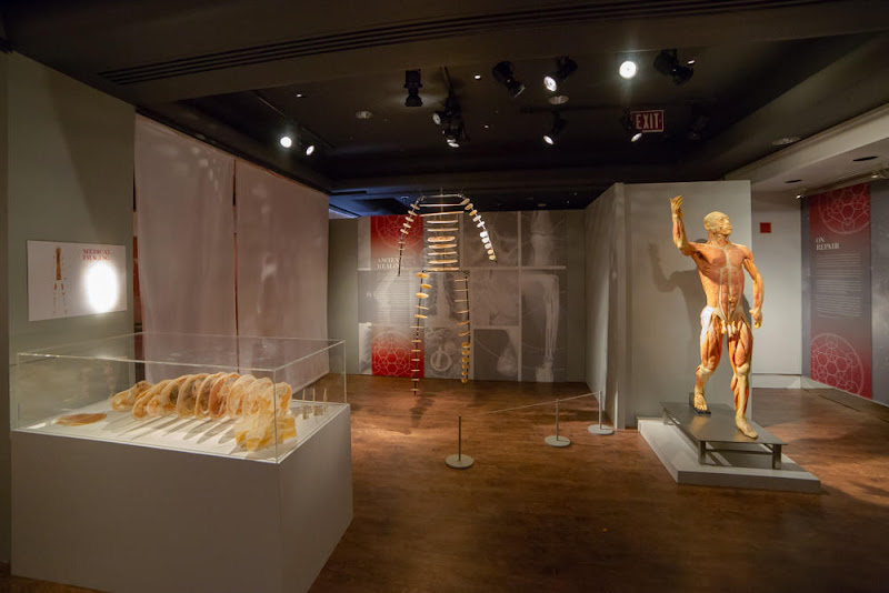 Real Bodies Las Vegas