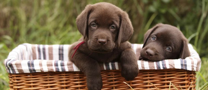 East Springs Animal Hospital - Veterinarian in Colorado Springs