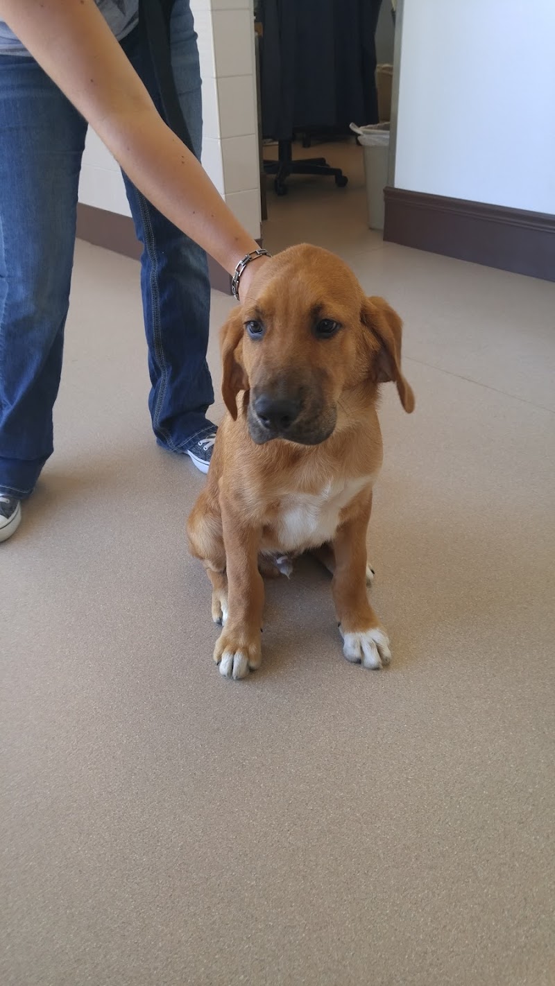 East Springs Animal Hospital photo