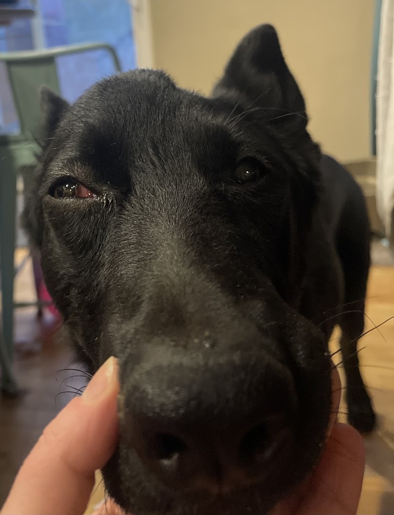 East Springs Animal Hospital photo