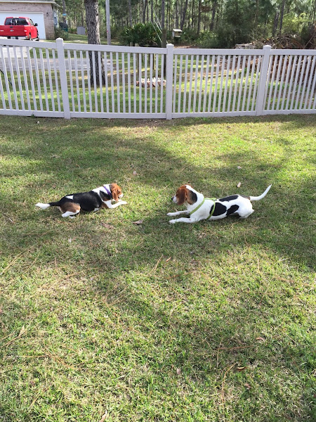 St Francis Veterinary Center