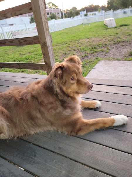 Antigua Veterinary Practice