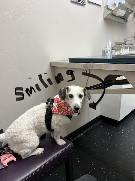 Aspen Animal Hospital - Veterinarian in Aspen