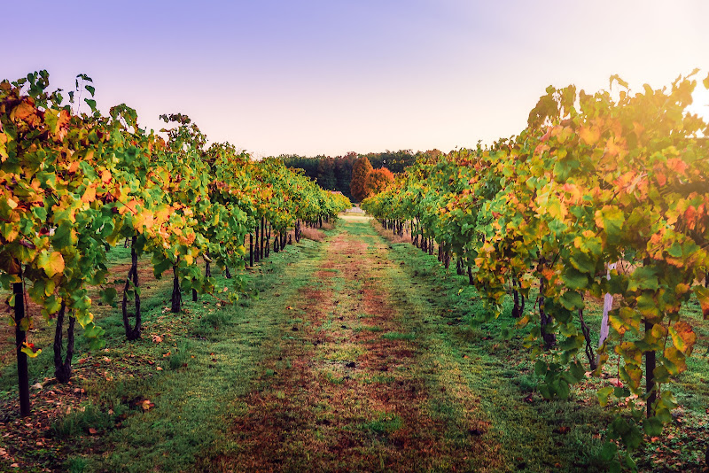 Amber Falls Winery Nashville - Winery in Nashville