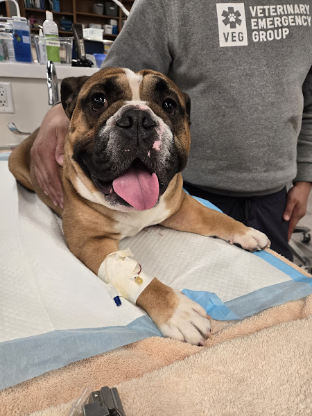 Veterinary Emergency Group