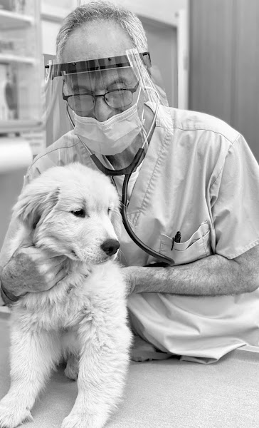 Peninsula Animal Hospital - Veterinarian in Carmel-By-The-Sea