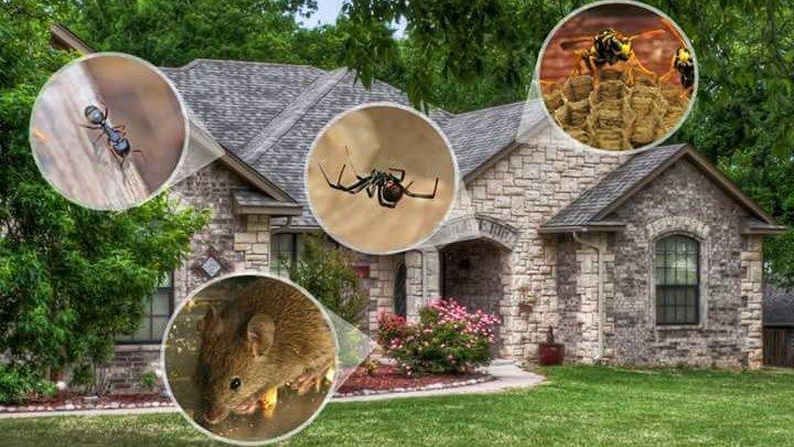 TitleTown Pest Pros - Pest control service in Green Bay