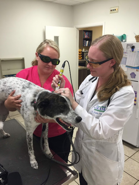 Case Veterinary Hospital