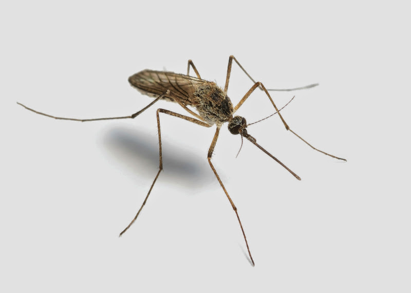 Rose Pest Solutions - Pest control service in Chicago