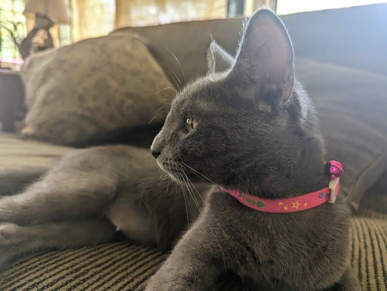 St. Augustine Regional Veterinary Emergency Center