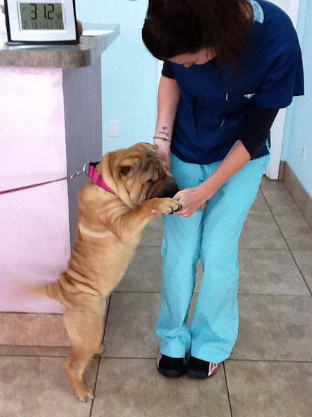 Animal Health Care Clinic