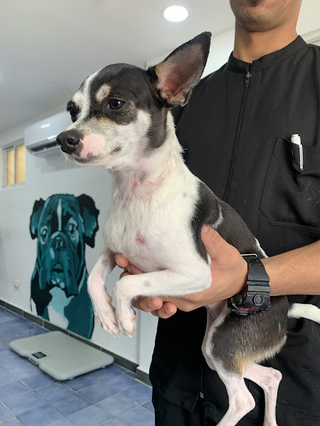 4 Patas Pet Health - Veterinarian in Puerto Plata 57000