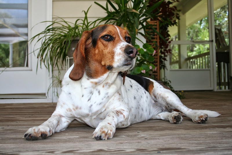 Navarre Animal Hospital