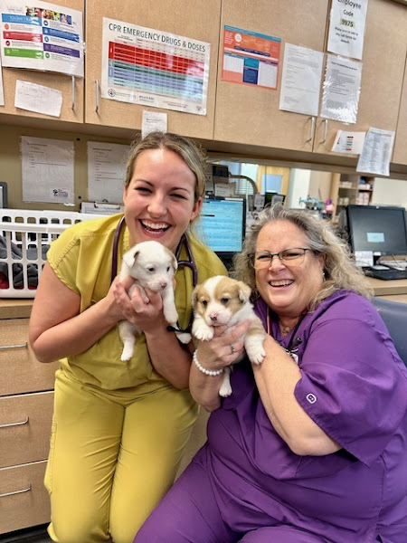 VCA Palmetto Animal Hospital