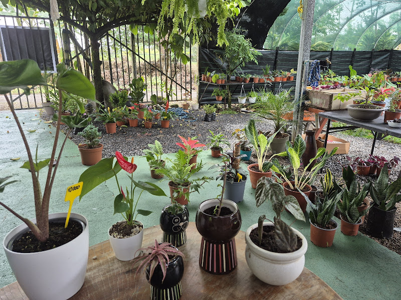Vivero Cinthia's Garden - Plant nursery in La Fortuna