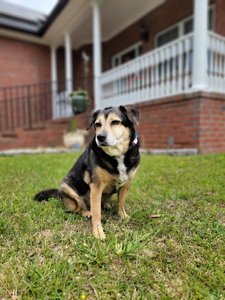 Grand Oaks Animal Hospital - Veterinarian in Charleston
