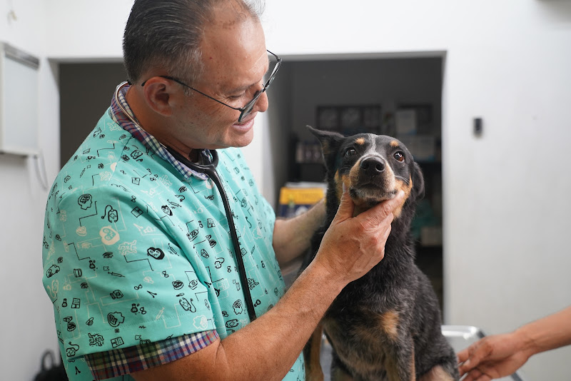 Blanco y Negro | Veterinario Cabo San Lucas - Veterinarian in Benito Juárez 2918