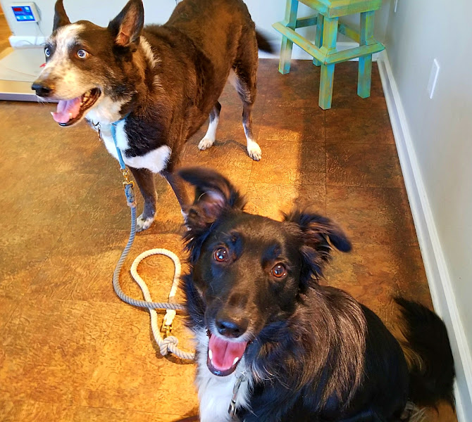 Kindness Pet Hospital East 30A, Seacrest, Florida - Veterinarian in Inlet Beach