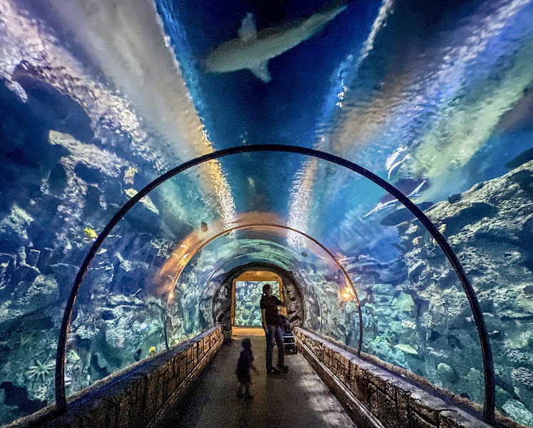 Shark Reef Aquarium at Mandalay Bay
