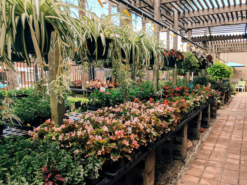 Tom's Thumb by Cornelius Nursery