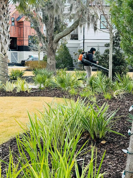 Hernandez Trees and Lawn care LLC - Lawn care service in Charleston