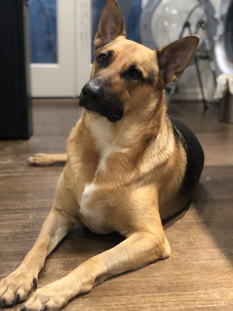East Lake Veterinary Hospital photo