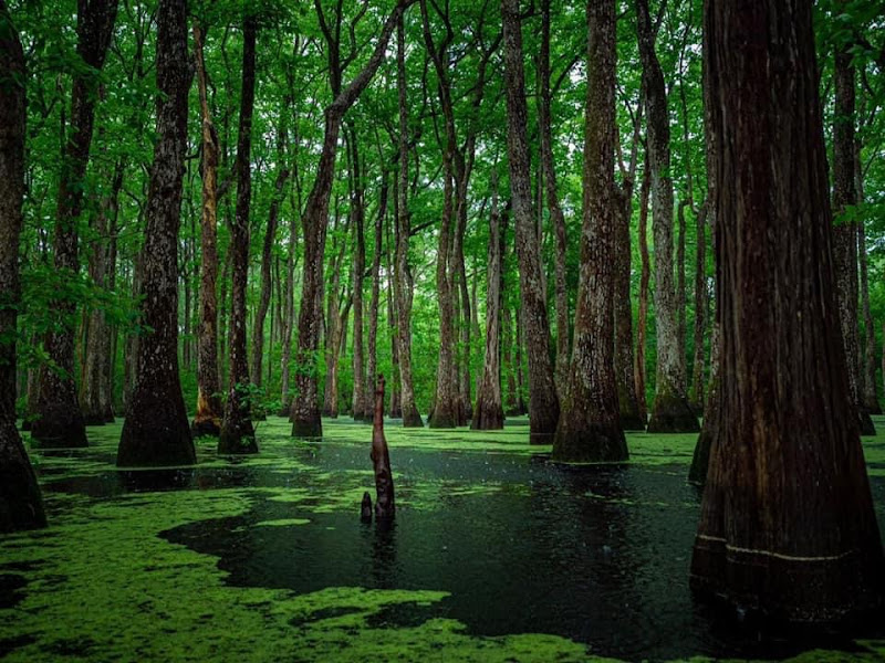 Wilderness Southeast