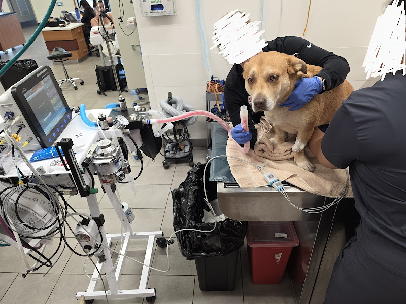 Veterinary Emergency Group