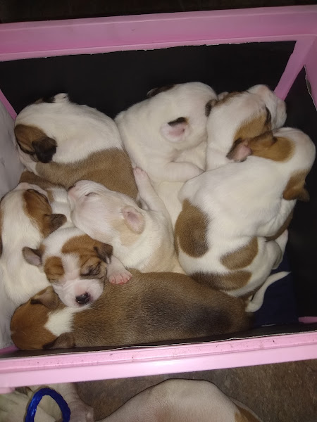 Sevier County Animal Clinic: Kreur Andrew DVM