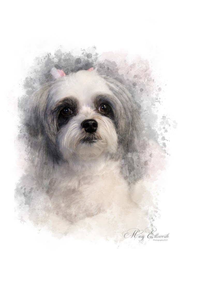 Mary's Dog Grooming and Photography - Pet groomer in Elkhorn