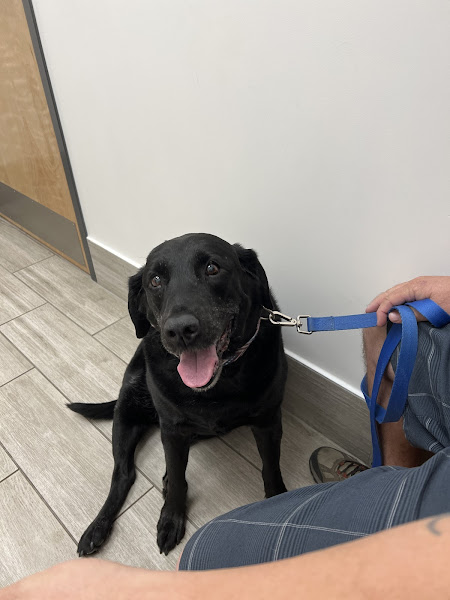 First Coast Vets Affordable Animal Hospital