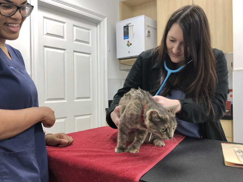 Metairie Small Animal Hospital - Marigny Clinic