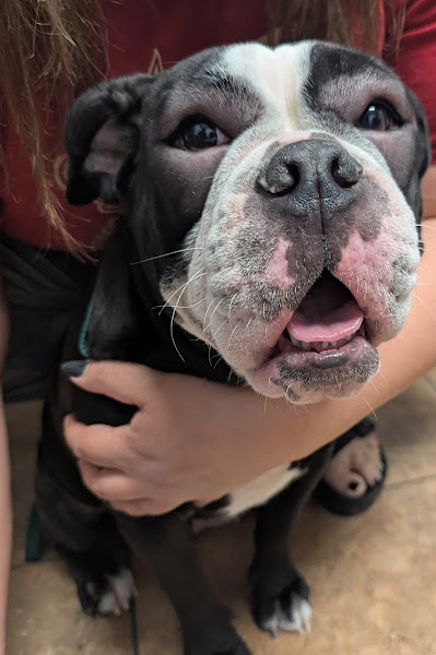 NB Animal Urgent Care - Veterinarian in New Braunfels