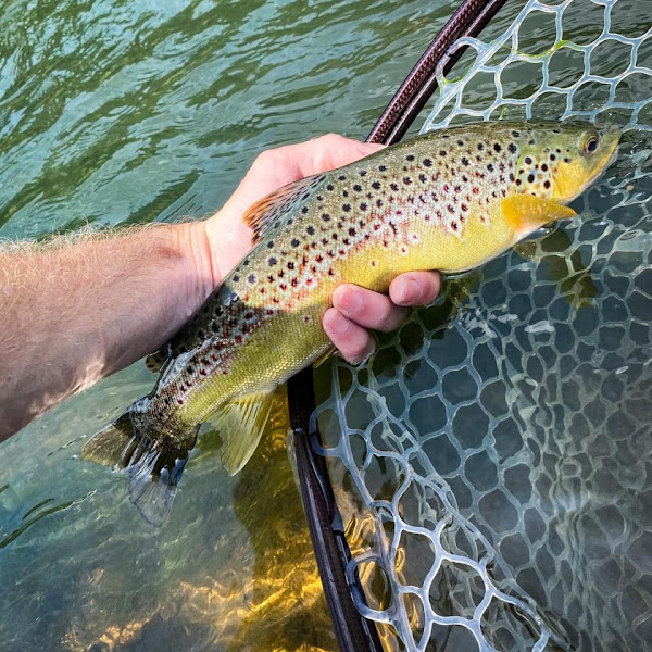 Beavers Bend Fly Shop & Professional Guide Service