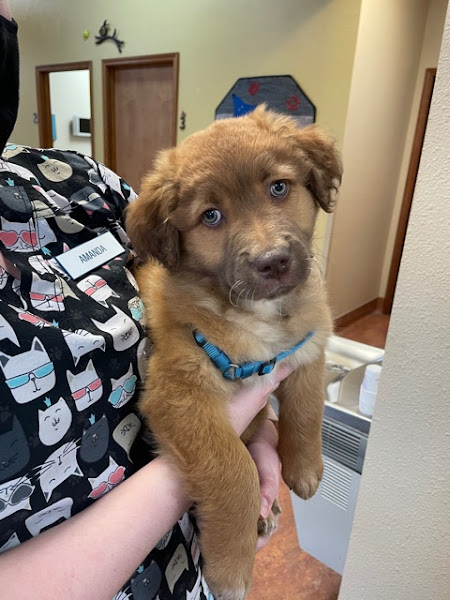 Companions Animal Hospital