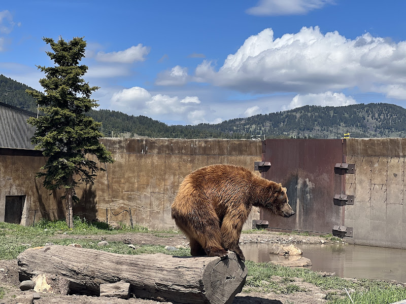 Montana Grizzly Encounter