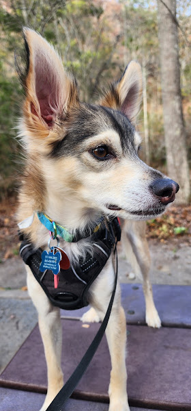 Dennis Bob DVM - Veterinarian in Pigeon Forge