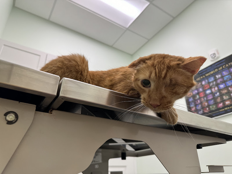 Harborside Animal Clinic