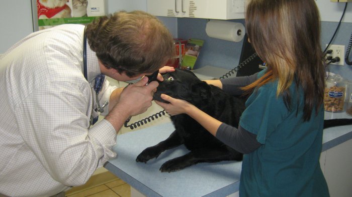 VCA Greater Savannah Animal Hospital