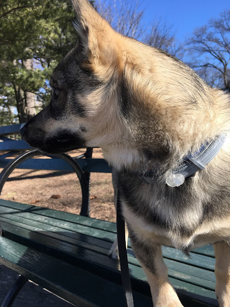 Herring Cove Animal Hospital - Veterinarian in Provincetown