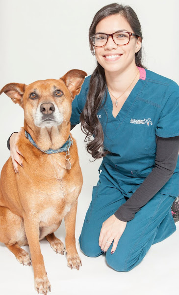 Dale Mabry Animal Hospital