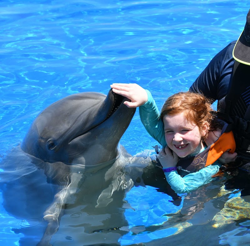 Marineland Dolphin Adventure - Tourist attraction in St. Augustine