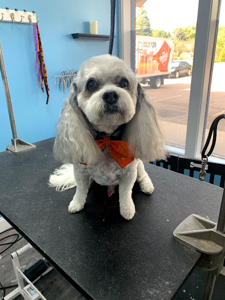 Soggy Doggies Grooming, LLC - Pet groomer in Colorado Springs