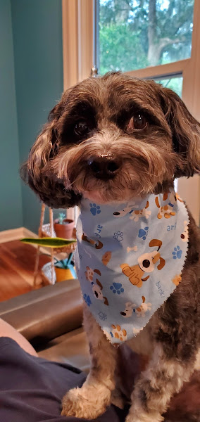 Central Animal Hospital