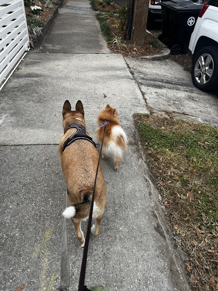 MidCity Veterinary Hospital