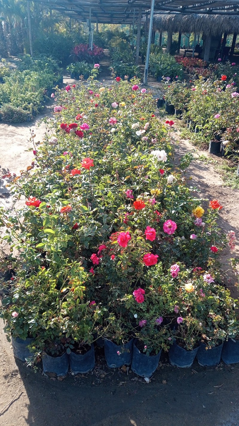 Viveros De La Baja - Garden center in El Arenal