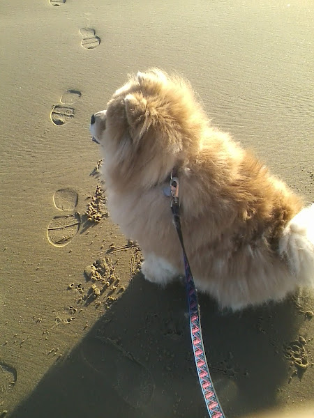 Sunset Animal Hospital - Veterinarian in Coeur d'Alene